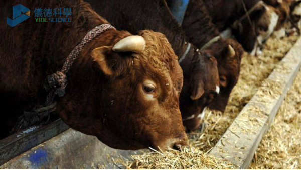 飼料中重金屬影（yǐng）響牧畜健康，智能石（shí）墨消解儀分析其含量